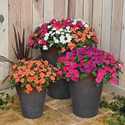 Picture of Impatiens -  Lollipop Mix F1